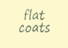 flat coats